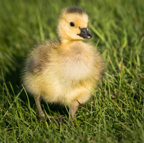 Canada Goose Famille Dans Nature — Photo