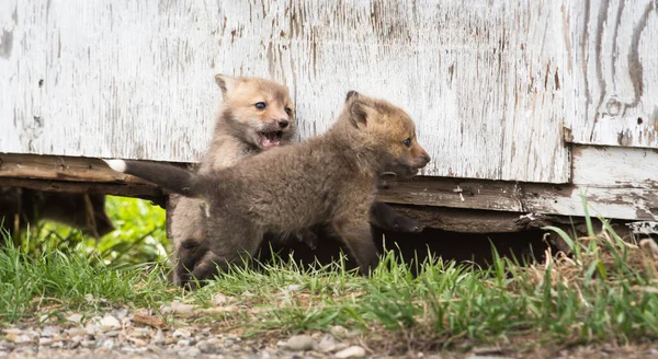 Söta Röda Rävar Gräs Parken — Stockfoto