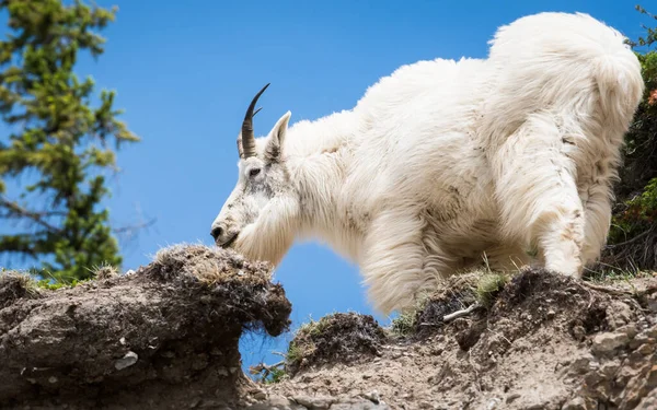 Cabra Montanha Selvagem Parque Nacional Jaspe Canadá — Fotografia de Stock