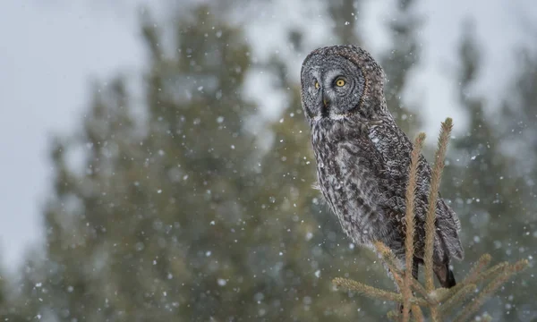 Grand Hibou Gris Dans Nature Sauvage Alberta Canada — Photo