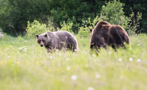 Grizzly Ursos Acasalando Natureza — Fotografia de Stock