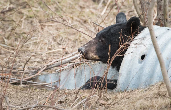 Urso Negro Natureza — Fotografia de Stock