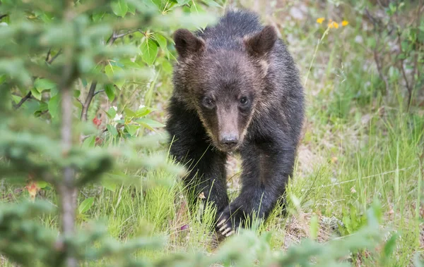 Ursul Canadian Grizzly Sălbăticie — Fotografie, imagine de stoc