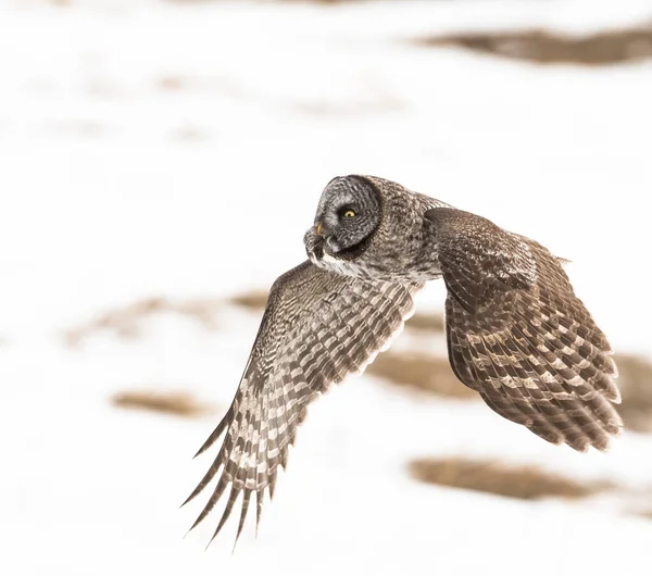 Grand Hibou Gris Dans Nature Sauvage Alberta Canada — Photo