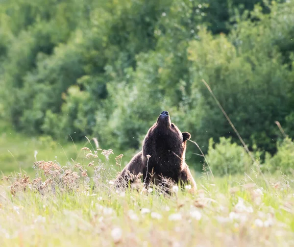 Vahşi doğada boz ayı