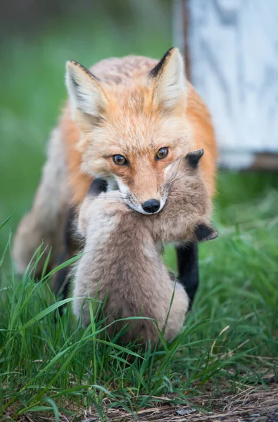 Scenic View Beautiful Red Fox Park — Stock Photo, Image