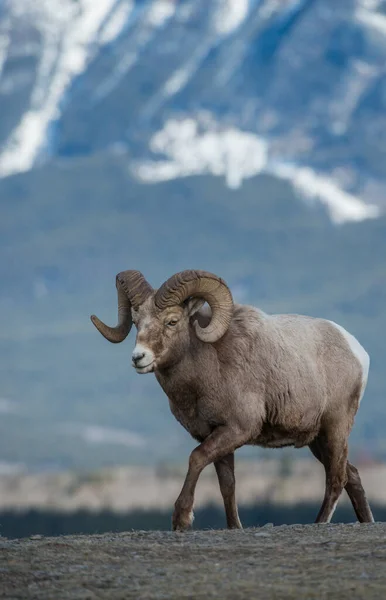 Bighorn Juhok Vadonban — Stock Fotó