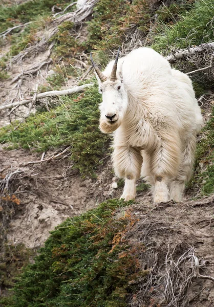 Dağ Keçisi Vahşi Ulusal Park Jasper Kanada — Stok fotoğraf