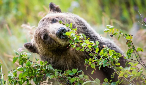 Medvěd Grizzly Divočině — Stock fotografie