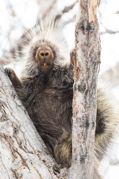 Porcupine Wild — Stock Photo, Image