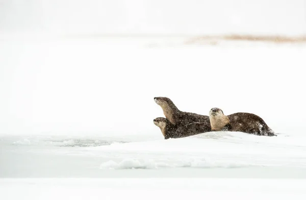 Flussotter Winter — Stockfoto