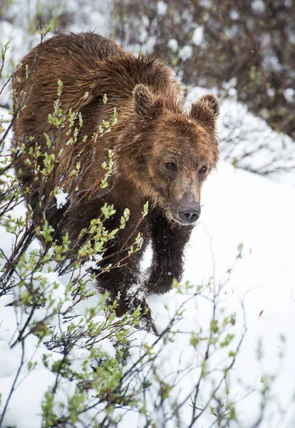 Urso Pardo Natureza — Fotografia de Stock