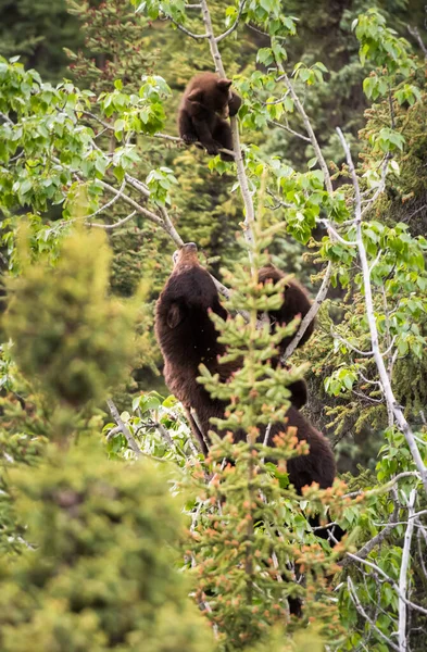 Orso Nero Natura — Foto Stock