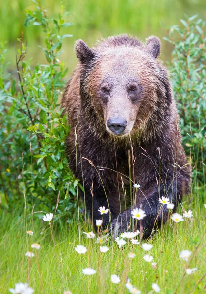 Grizzlybjörn Det Vilda — Stockfoto