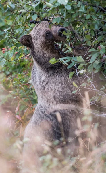 Orso Grizzly Natura — Foto Stock