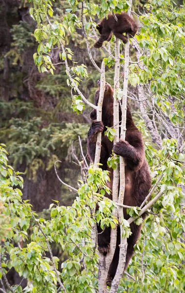 Urso Negro Natureza — Fotografia de Stock