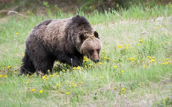 Grizzly Bear Wild — Stock Photo, Image