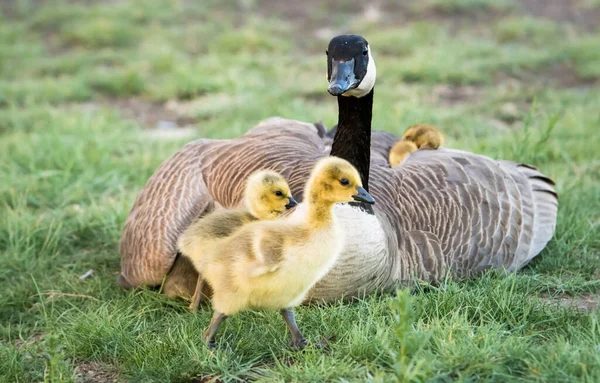 Ganso Canadá Estado Selvagem — Fotografia de Stock