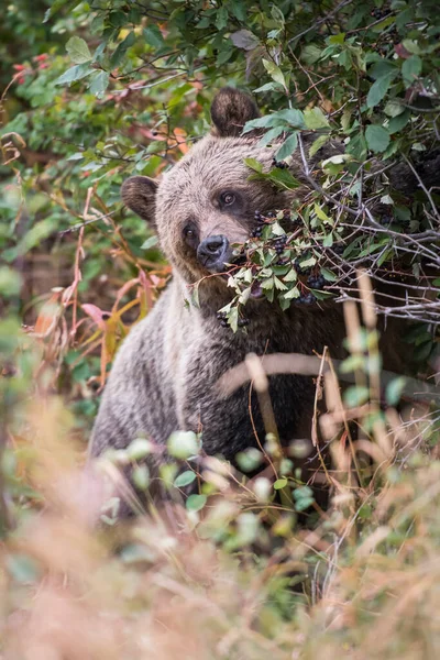 Orso Grizzly Natura — Foto Stock