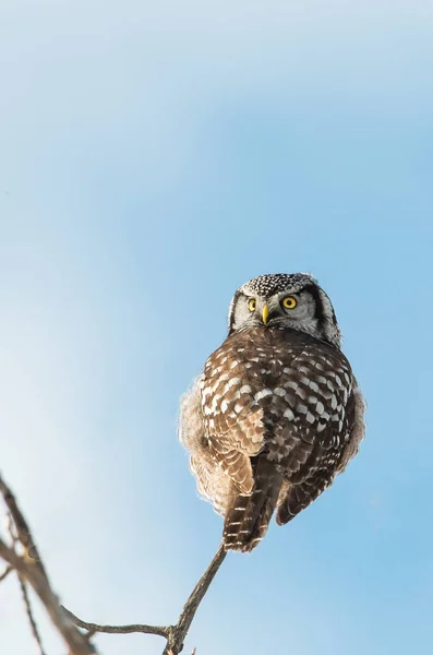 Scenic View Beautiful Northern Hawk Owl Wild Nature — Stock Photo, Image