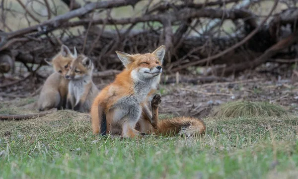 Schattige Rode Vossen Samen Gevangen Park — Stockfoto