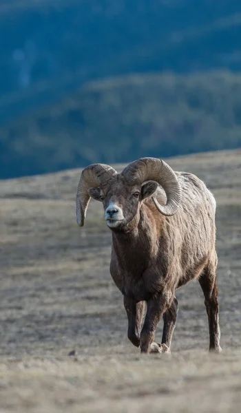 Bighorn Ovce Divočině — Stock fotografie
