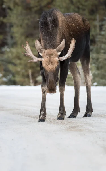 Alce Toro Parque Nacional Jaspe Canada — Foto de Stock