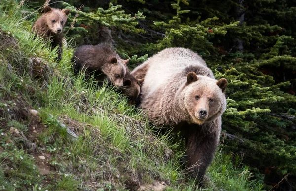 Grizzlybär Freier Wildbahn — Stockfoto