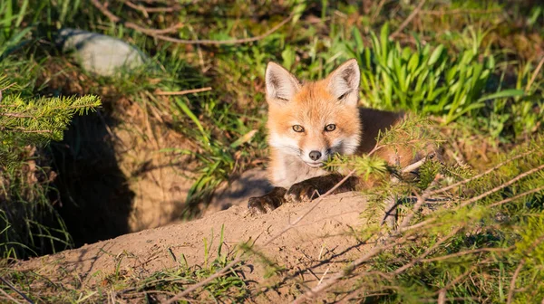 Malebný Pohled Krásnou Červenou Lišku Parku — Stock fotografie