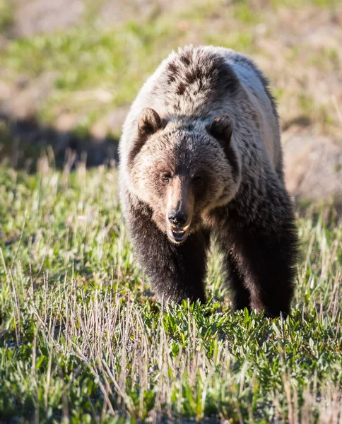 Medvěd Grizzly Divočině — Stock fotografie