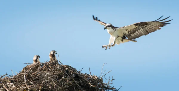 Osprey Divočině — Stock fotografie