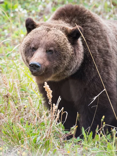 Orso Grizzly Natura — Foto Stock