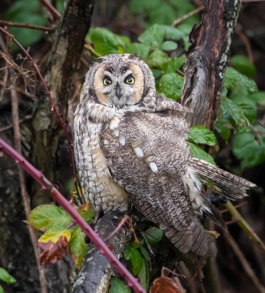 野生のフクロウの耳が長く — ストック写真