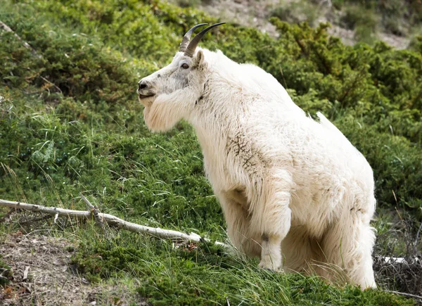 Chèvre Montagne Sauvage Parc National Jaspe Canada — Photo