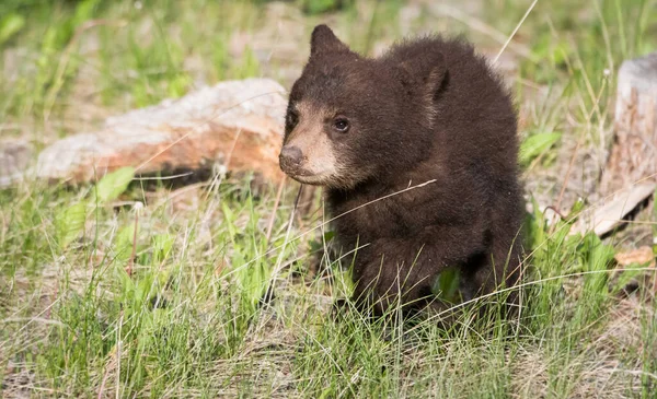 Черный Медвежонок Дикой Природе — стоковое фото