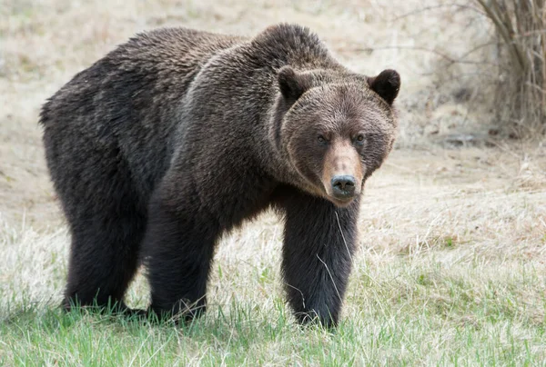 Καναδική Αρκούδα Γκρίζλι Στην Άγρια Φύση — Φωτογραφία Αρχείου