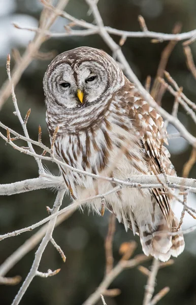 Barred Owl Wild Nature — Stock Photo, Image