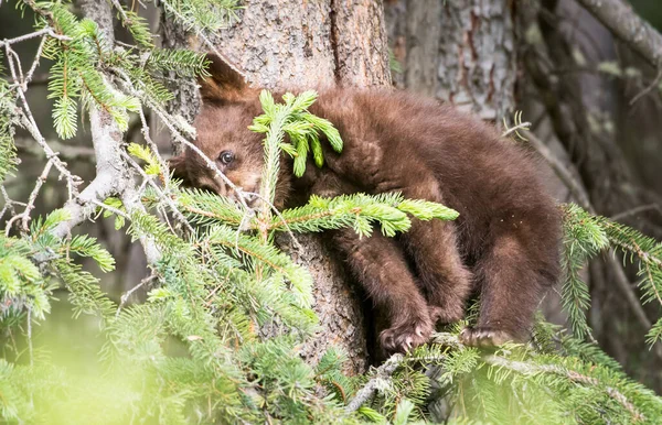 Urso Negro Natureza — Fotografia de Stock
