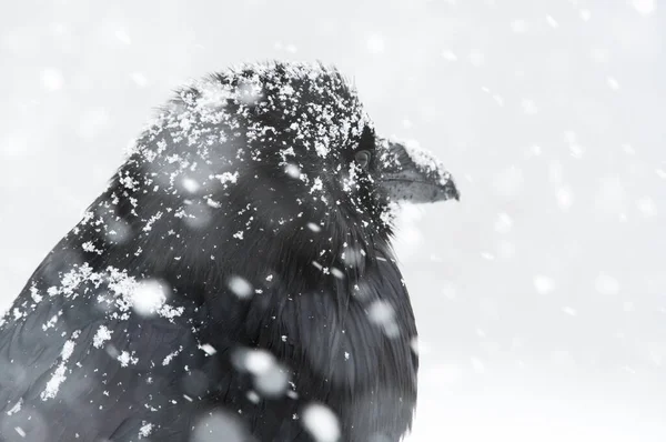Raven Het Wild — Stockfoto