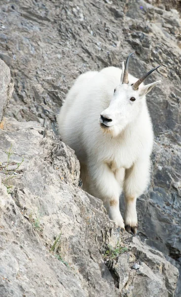 Capra Montagna Natura Parco Nazionale Diaspro Canada — Foto Stock