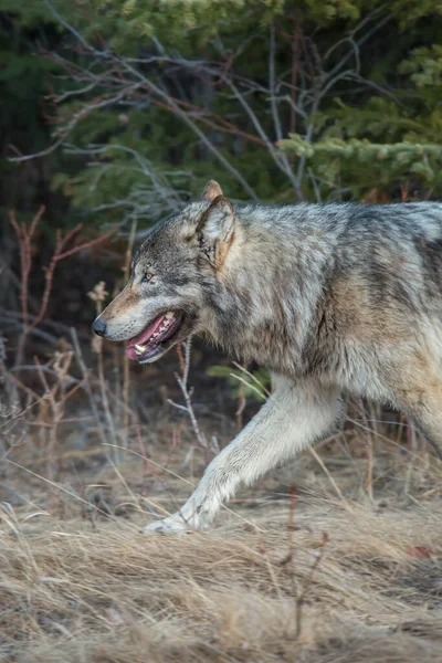 Grijze Wolf Wilde Natuur — Stockfoto