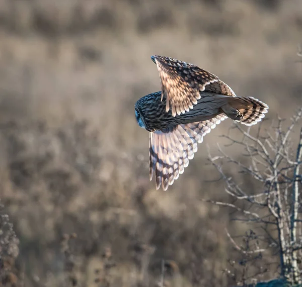 Short Eared Owl Wild — Stock Photo, Image