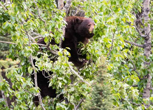 Urso Negro Natureza — Fotografia de Stock