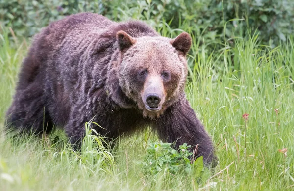 Oso Pardo Canadiense Estado Salvaje —  Fotos de Stock