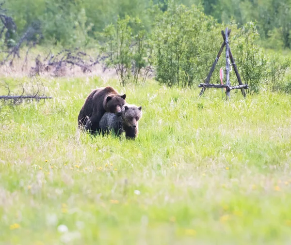 Grizzly Beer Het Wild — Stockfoto