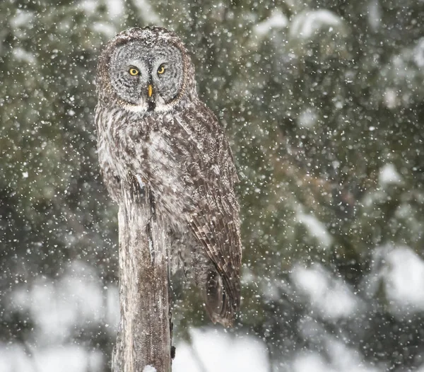 Great Grey Owl Wild Nature Alberta Canada — Stock Photo, Image