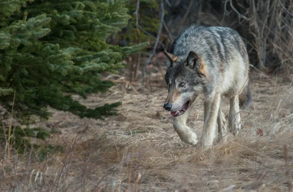 Grijze Wolf Wilde Natuur — Stockfoto