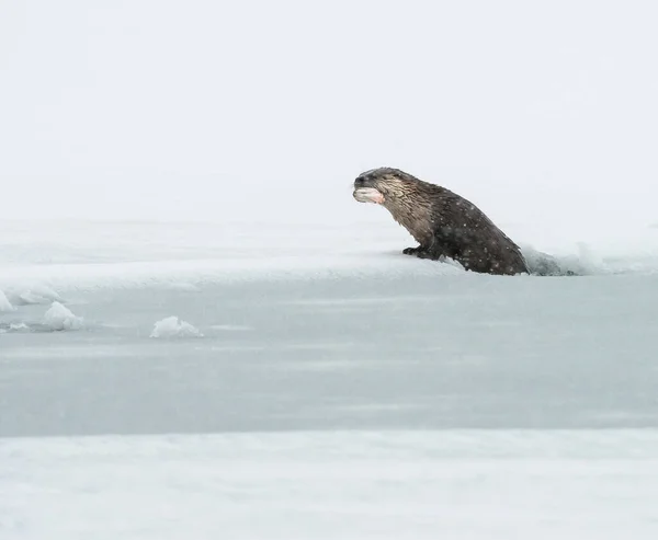 Lontra Fiume Inverno — Foto Stock