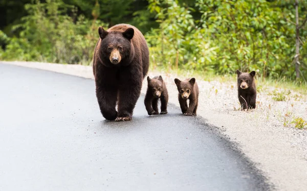 Черный Медведь Дикой Природе — стоковое фото