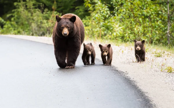 Schwarzbär Freier Wildbahn — Stockfoto